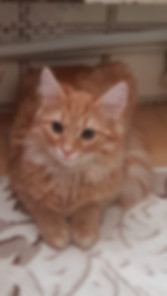 kedi sahiplendirme ilanları