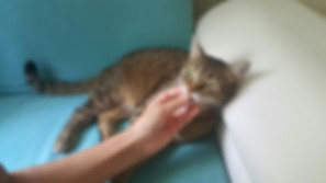 kedi sahiplendirme ilanları