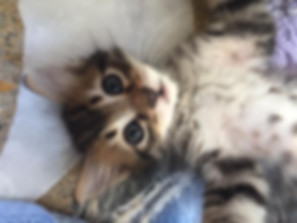 kedi sahiplendirme ilanları