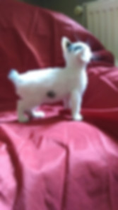 kedi sahiplendirme ilanları
