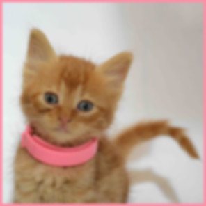 kedi sahiplendirme ilanları