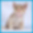kedi sahiplendirme ilanları içinde birinci resmin ikon boyutu
