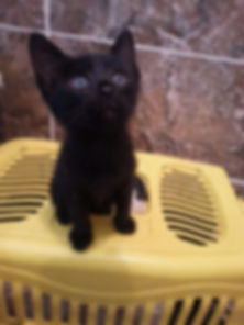 kedi sahiplendirme ilanları