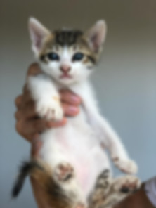 kedi sahiplendirme ilanları