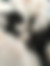 sahiplendirme için kedi ilanlari gösteren ikinci küçük fotoğraf