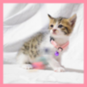 kedi sahiplendirme ilanları