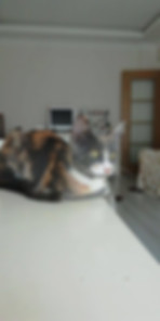 kedi sahiplendirme ilanları