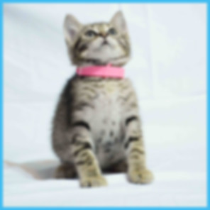 kedi sahiplendirme ilanları