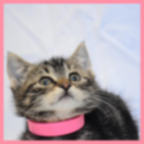 kedi sahiplendirme ilanları