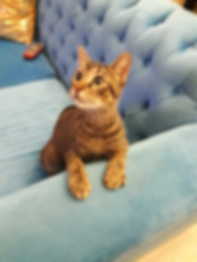 kedi sahiplendirme ilanları