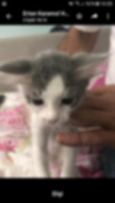 kedi sahiplendirme ilanları
