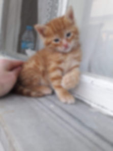 kedi sahiplendirme ilanları