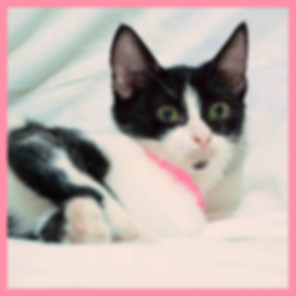 kedi sahiplendirme ilanları