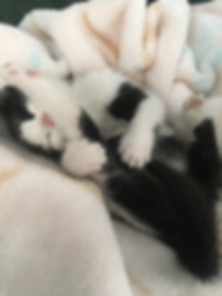 kedi sahiplendirme ilanları