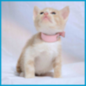 kedi sahiplendirme ilanları