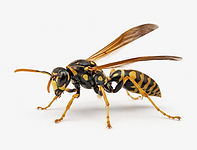 wasp.png