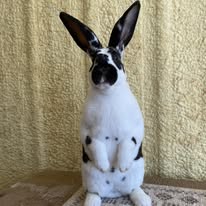 DTA Marble a rex rabbit I had before I took my break