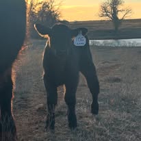 Baby Nova born early 2025