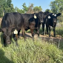 three of the fives calves born this year