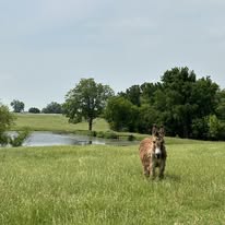 Jenny the donkey we laid to rest