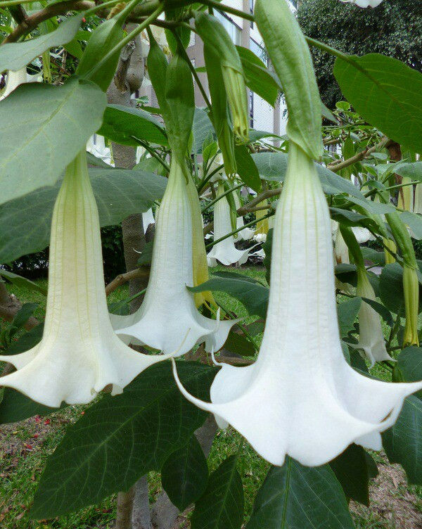 floripondio blanco