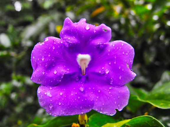 ChiricSanango01