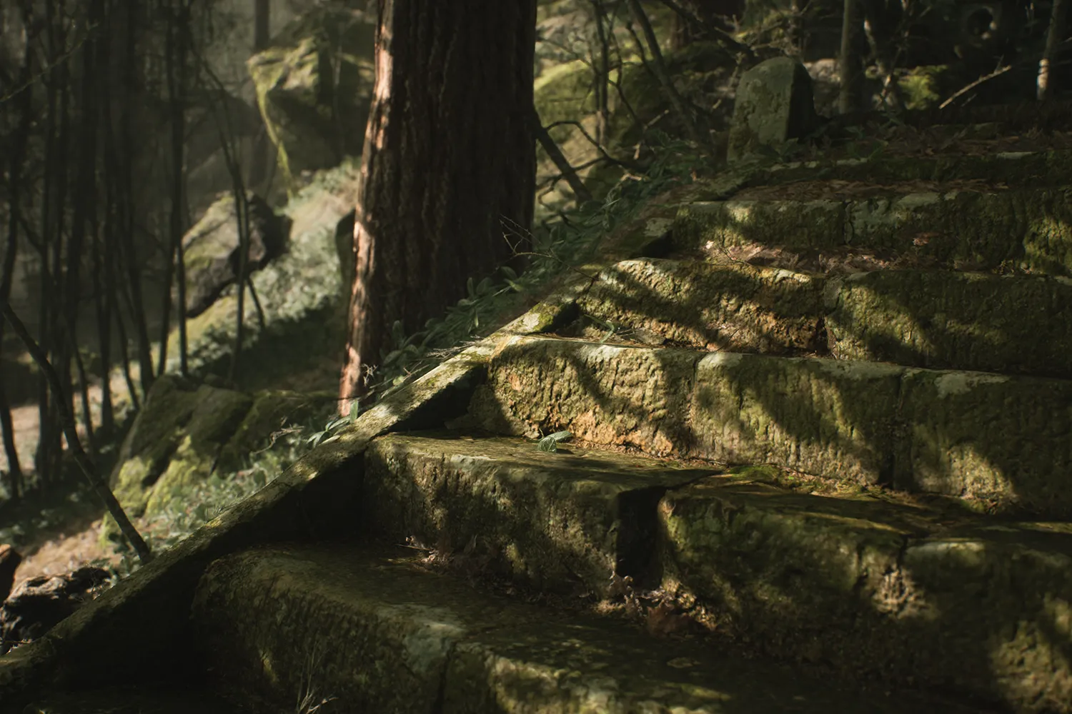 Lushfoil Photography Sim Review