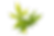 Feuille de chanvre