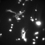 Bioluminescence Video.gif