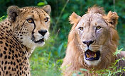 Cheetah and Lion Africa