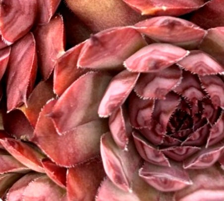 Miniatura: Sempervivum 'Launcelot'
