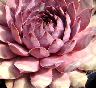 Thumbnail: Sempervivum 'Launcelot'