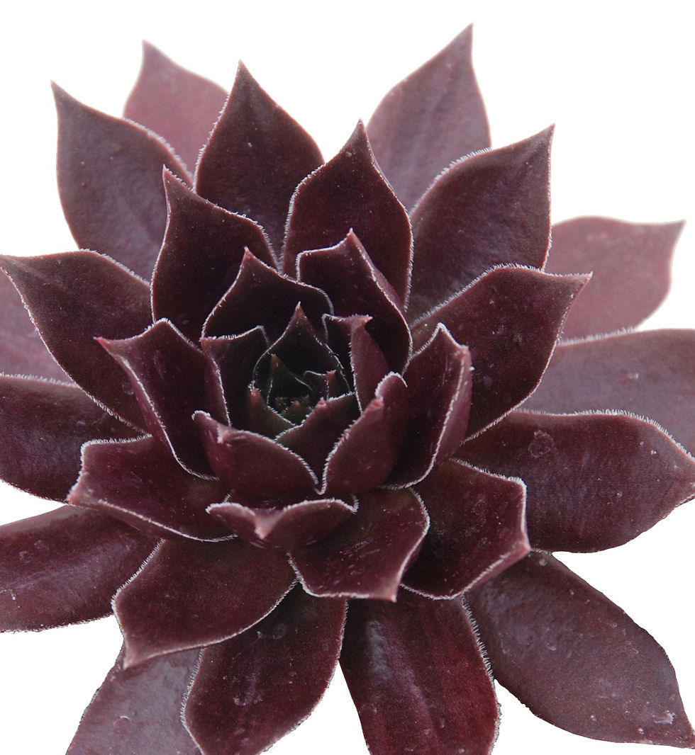 Miniature : Sempervivum 'Chocolate kiss®'