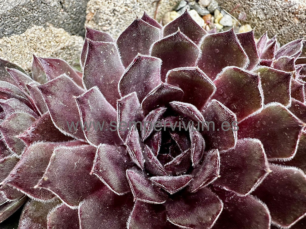 Miniatura: Sempervivum 'Grey Dawn'