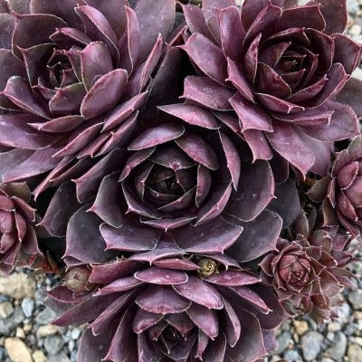 Miniature : Sempervivum 'Plum Parfait®'