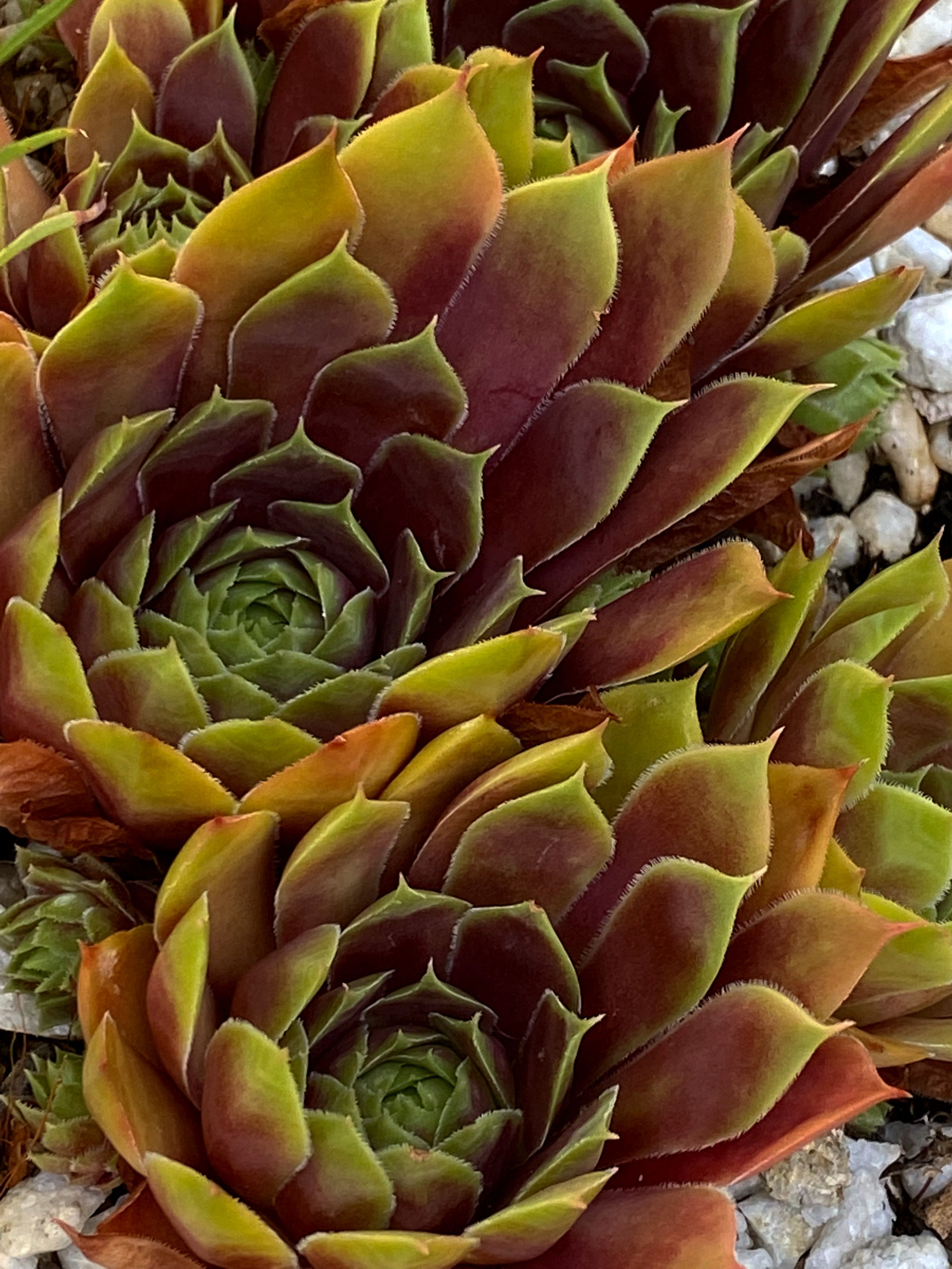 Sempervivum 'Hayling'