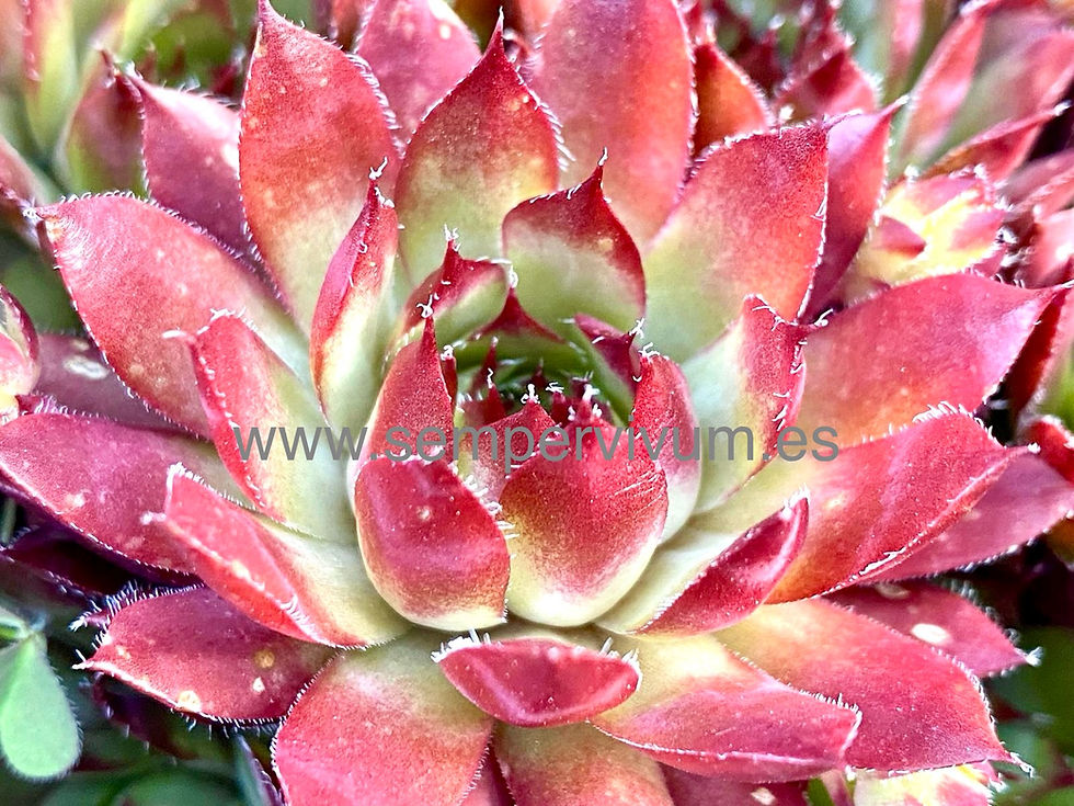 Miniaturbild: Sempervivum Tectorum Variegata 'Saxon'