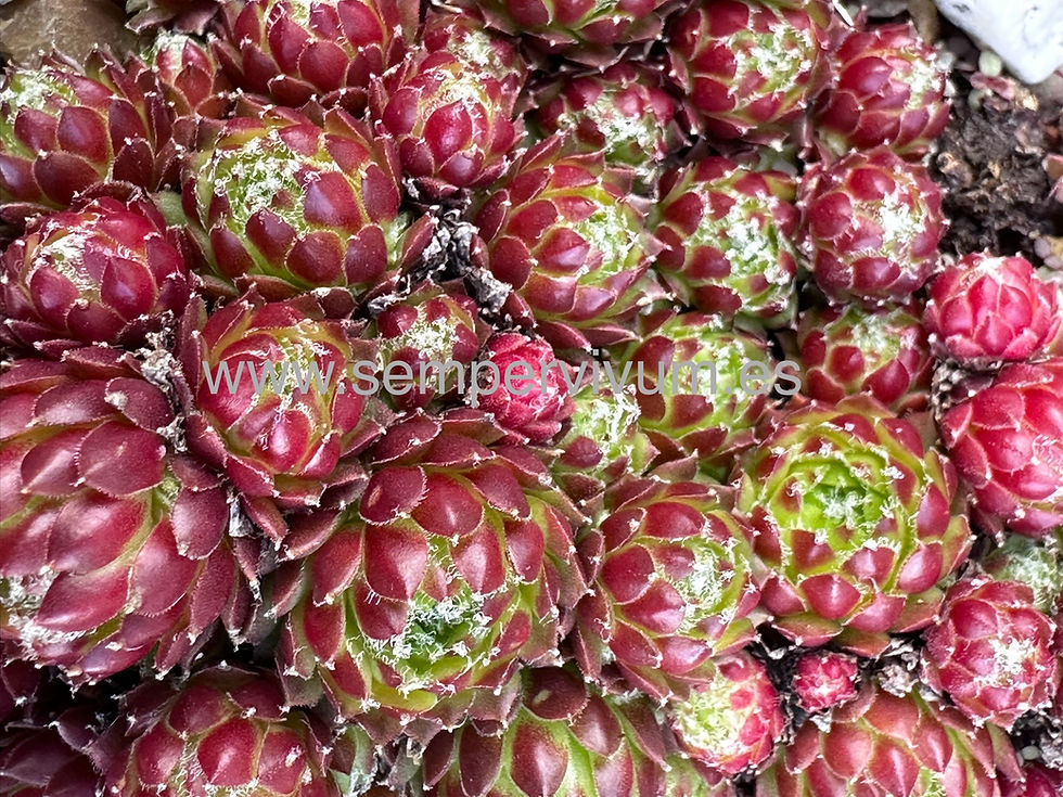 Miniaturbild: Sempervivum ‘Pixie’