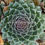 Miniatura: Sempervivum 'Pilatus'