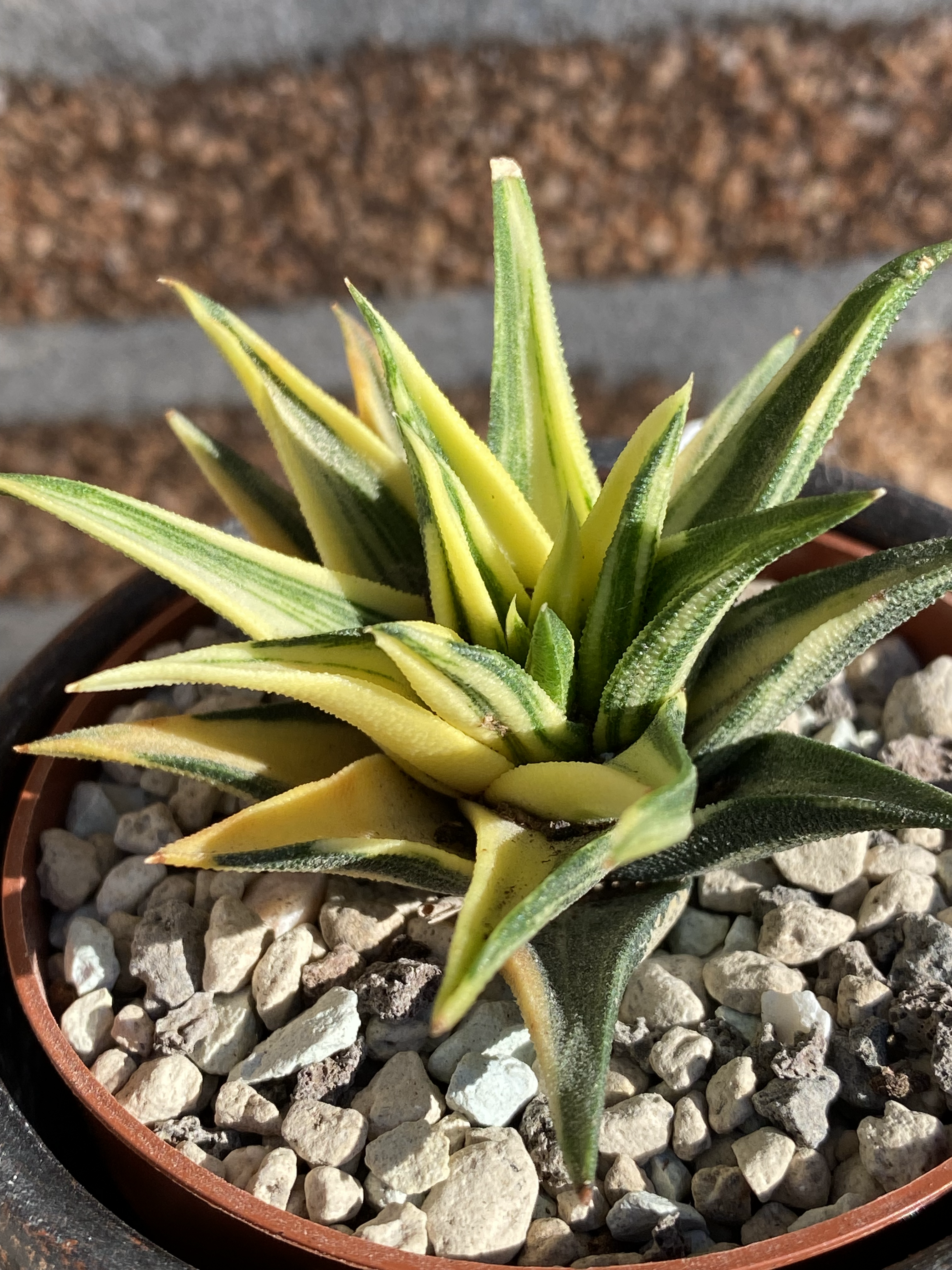 Haworthia Viscosa Variegata