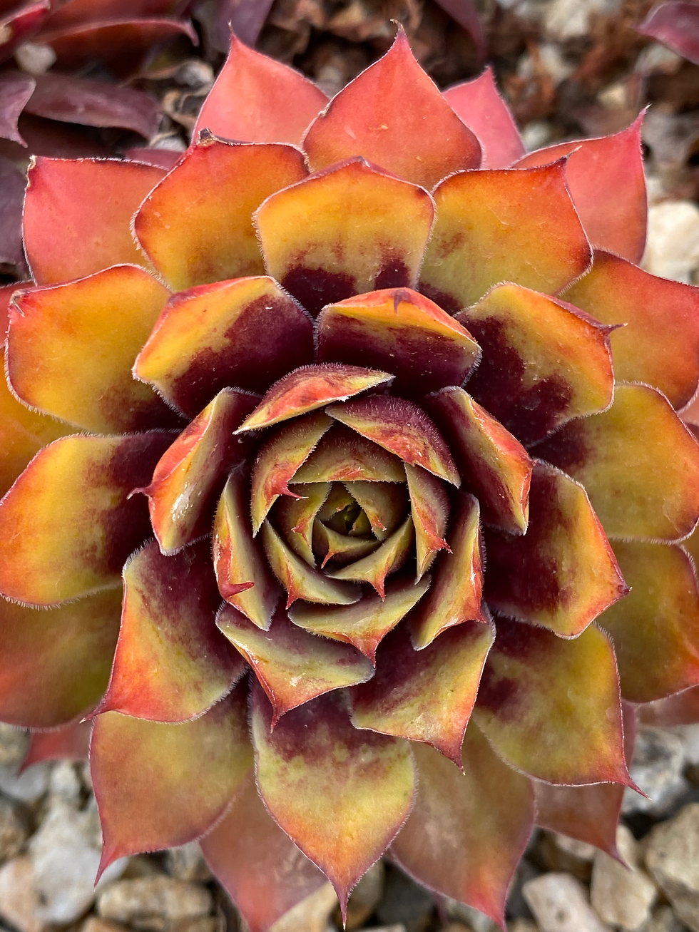Miniatura: Sempervivum 'Gold Nugget®'