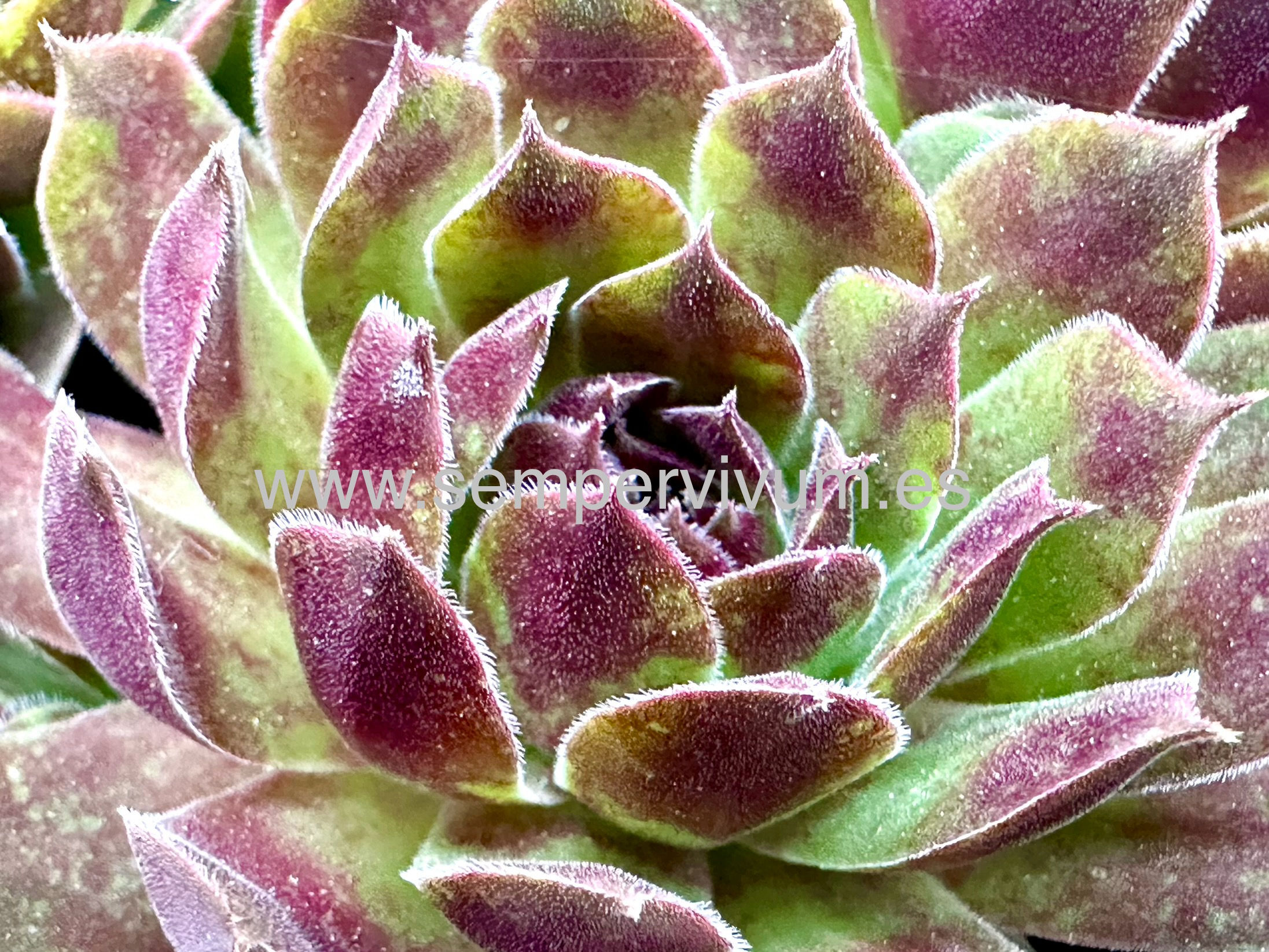 Sempervivum ‘Thera’