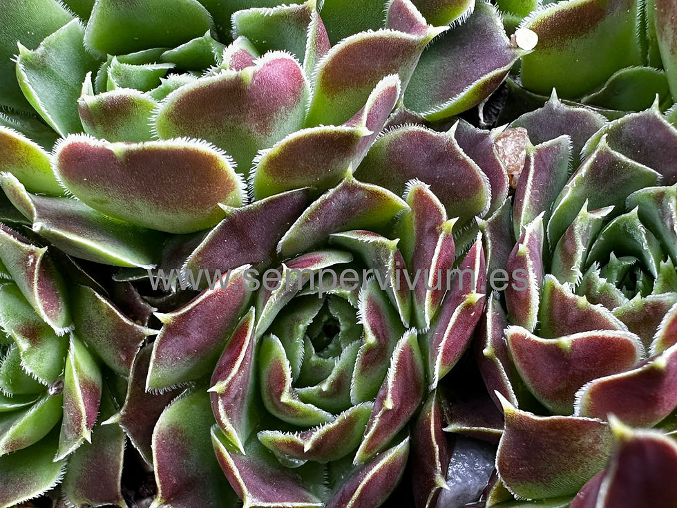 Miniatura: Jovibarba heuffelii  'Hawesta'