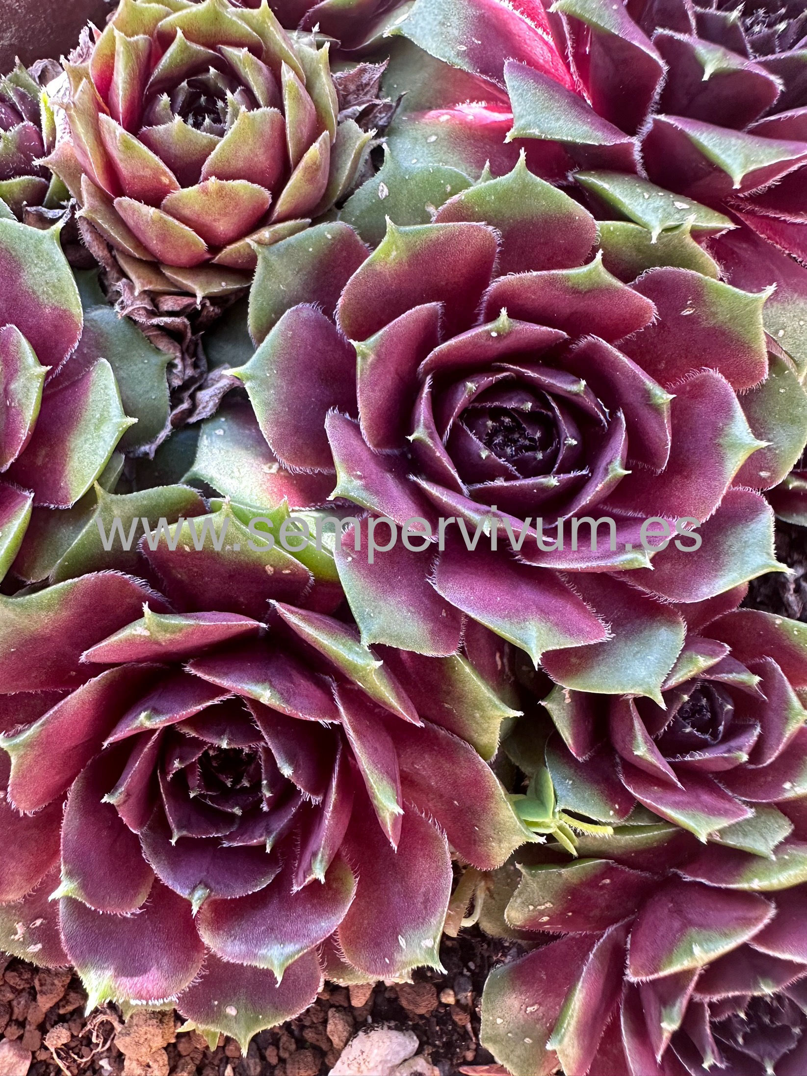 Sempervivum ‘Grünschnabel’