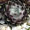Miniatura: Sempervivum Arachnoideum "Silberina"