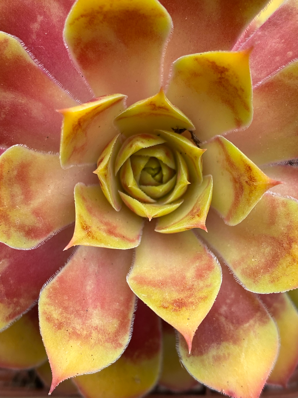 Miniatura: Sempervivum 'Gold Nugget®'