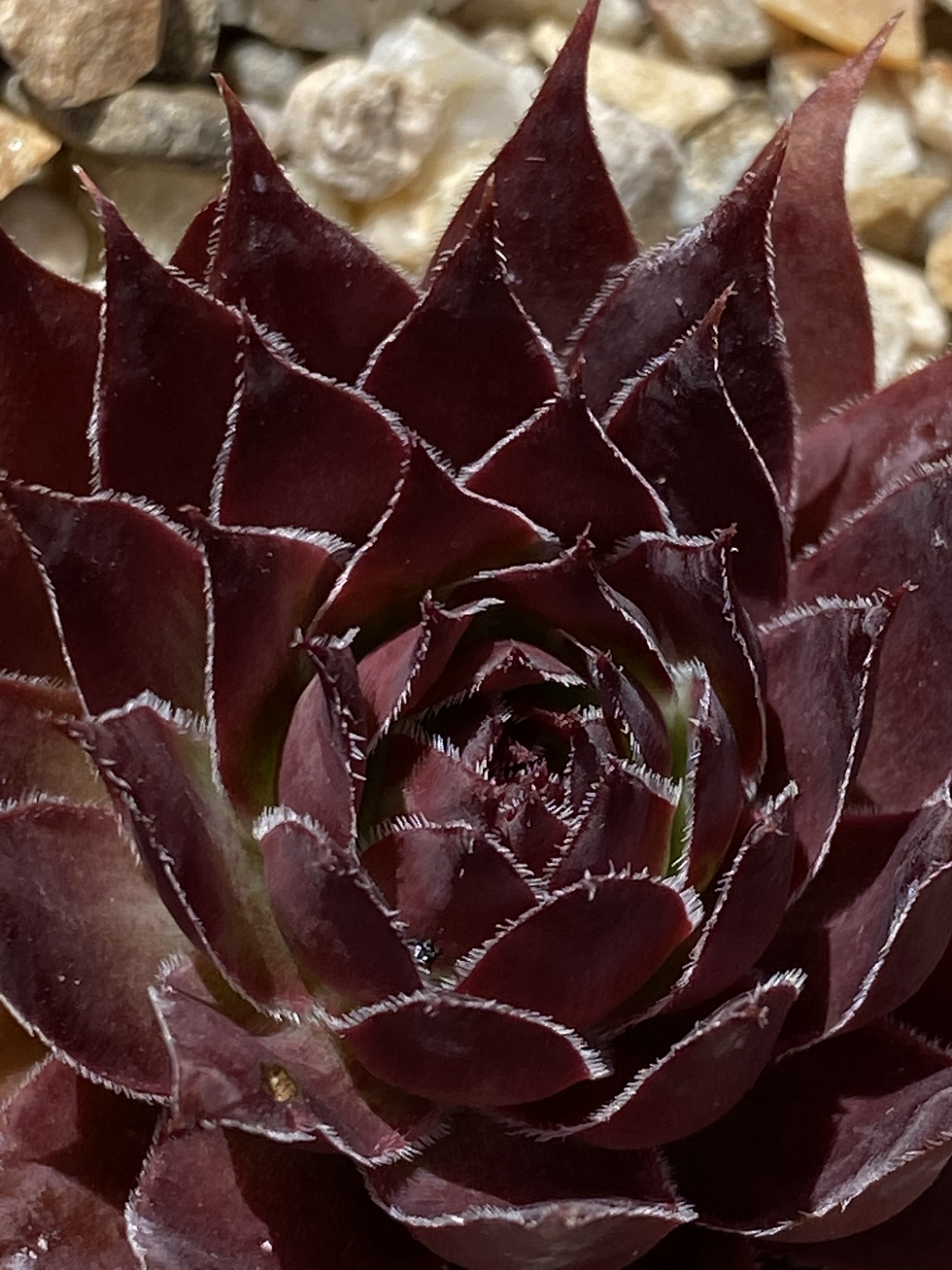 Miniatura: Sempervivum 'Black Rouge'