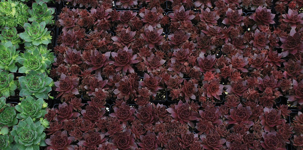 Miniature : Sempervivum 'Chocolate kiss®'