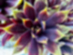 Miniatura: Chick Charms® Giant 'Copper Canyon'