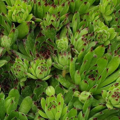 Miniaturbild: Sempervivum 'Appletini®'